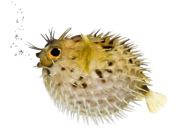Paul Poison Fish Manjyu Woodman 1